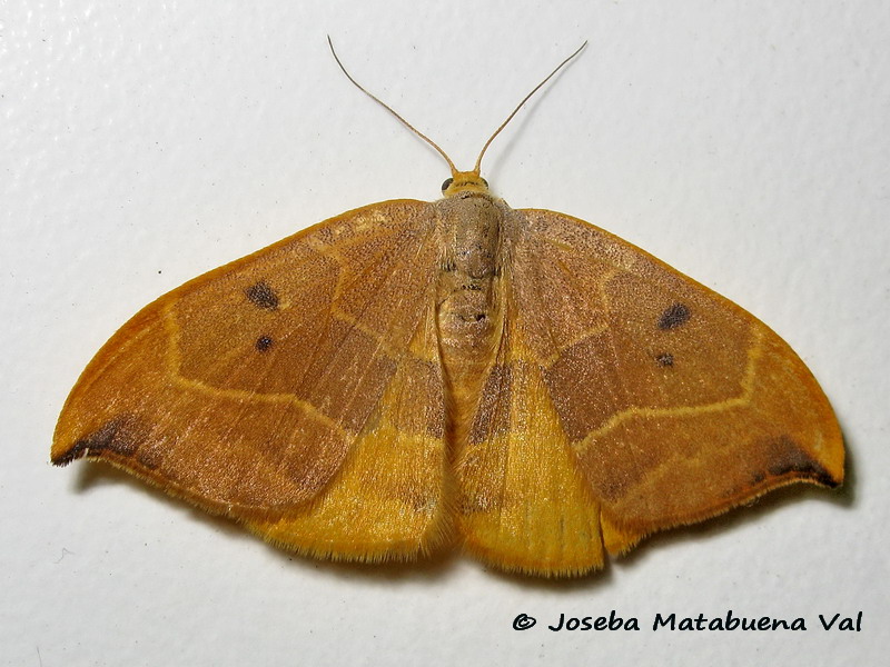 Watsonalla binaria - Drepanidae (femmina)